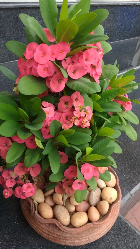 FICUSFLOWER