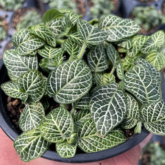 Fittonia baby plant in nursery pot