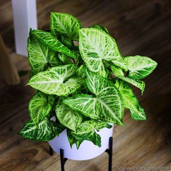 SYNGONIUM  FOR  DINNING TABLE,OFF TABLE,STUDY TABLE