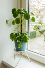 Pilea or Bramari Plant