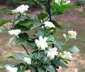 JASMINE LEAVES