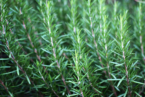 LAVENDER HAS SWEET PERFUME,BOOST MEDICINAL VALUES