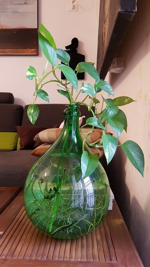 Money Plant in Decorative Glass Bottle