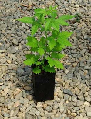 Vitex negundo baby plant in nursery pot