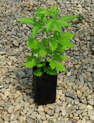 Vitex negundo baby plant in nursery pot