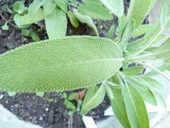 PEPPER MINT IS HIGH INMANGANESE,VITAMIN A AND CNAL