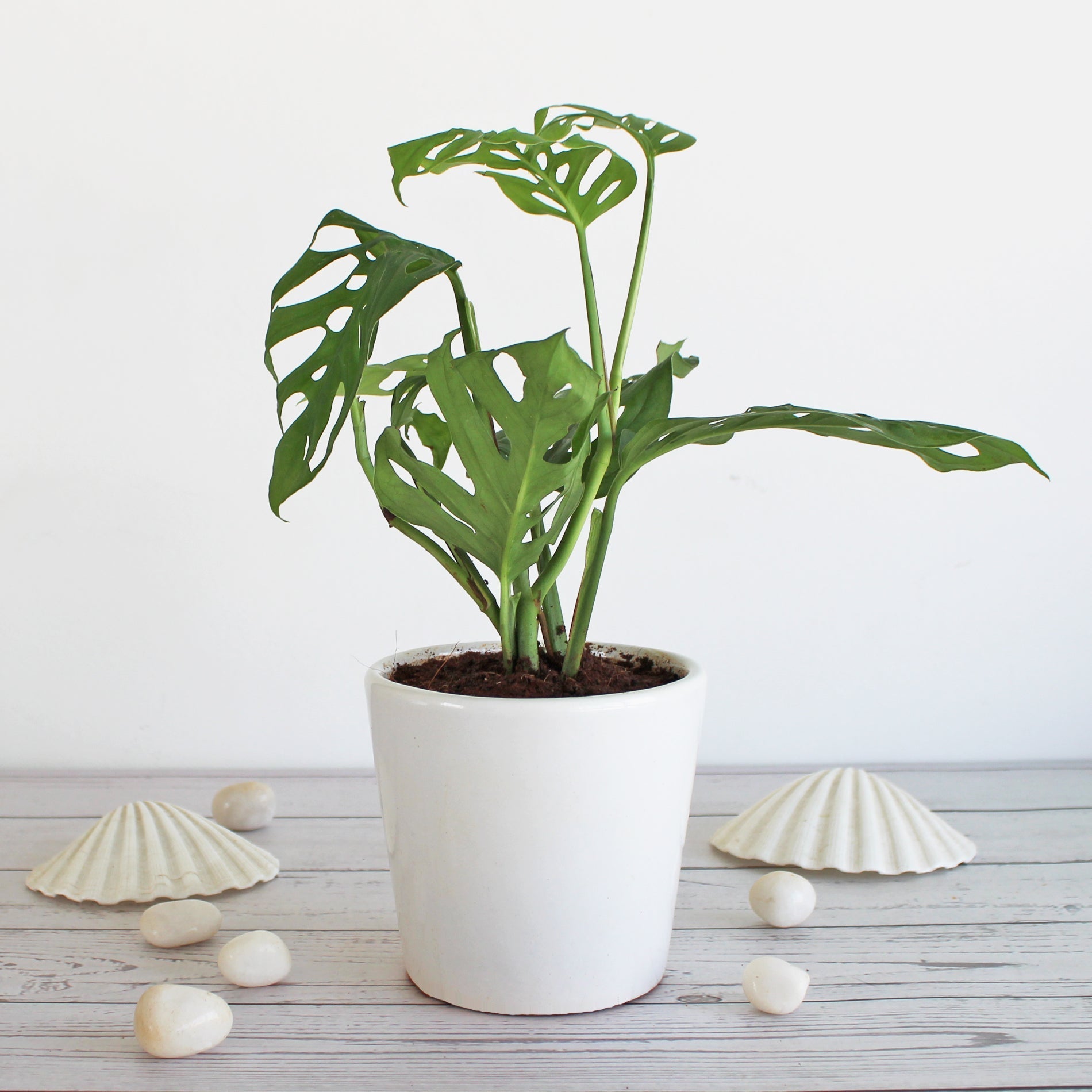 Philodendron baby plant in nursery pot