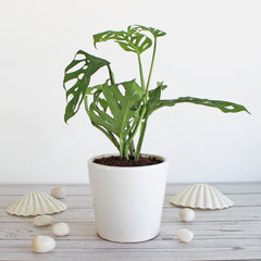 Philodendron baby plant in nursery pot
