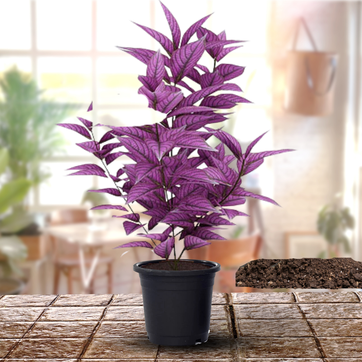 Purple Persian baby plant in nursery pot