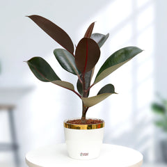 Rubber plant baby plant in nursery pot