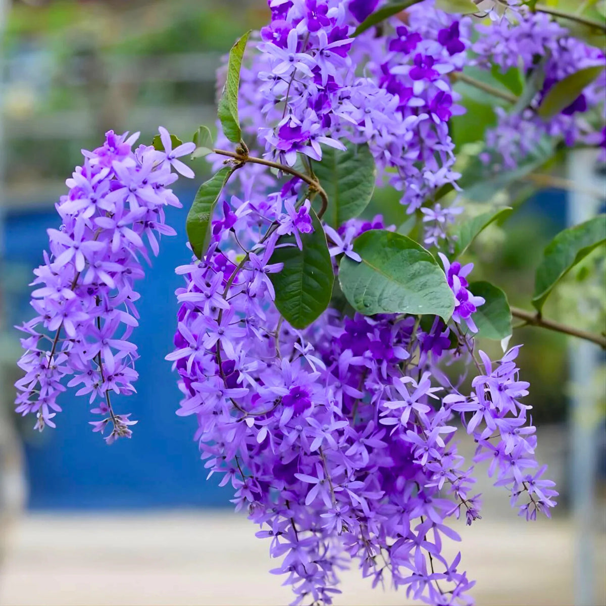 Purple Wrath Plant Petrea Racemosa )