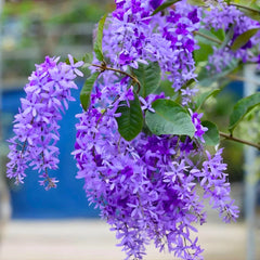 Purple Wrath Plant Petrea Racemosa )