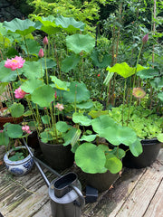 Lotus baby plant in nursery pot