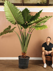 Giant Alocasia baby plant in nursery pot