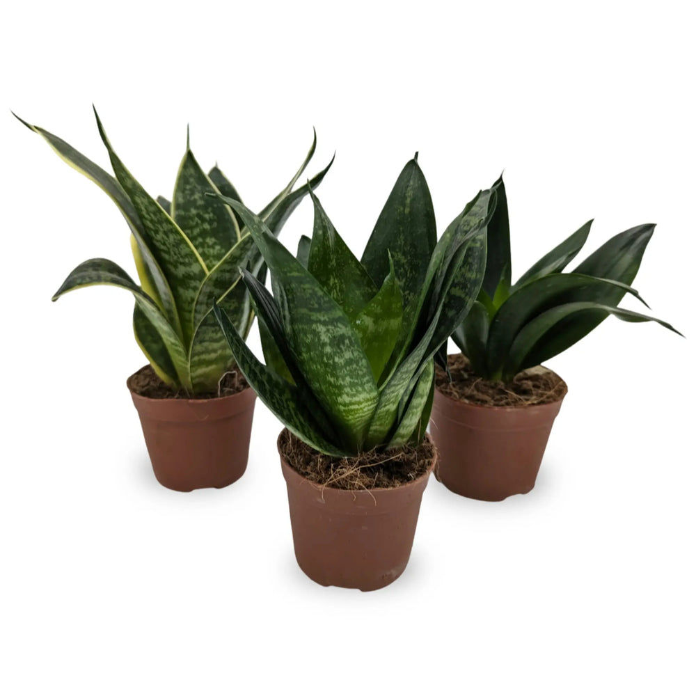 Dwarf plant varieties baby plant in nursery pot