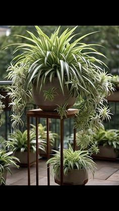 Spider Plant in Ceramic Planter