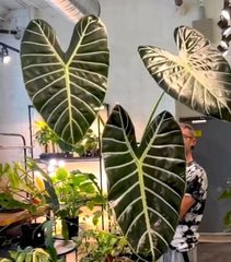 BIG LEAVES ALOCASIA