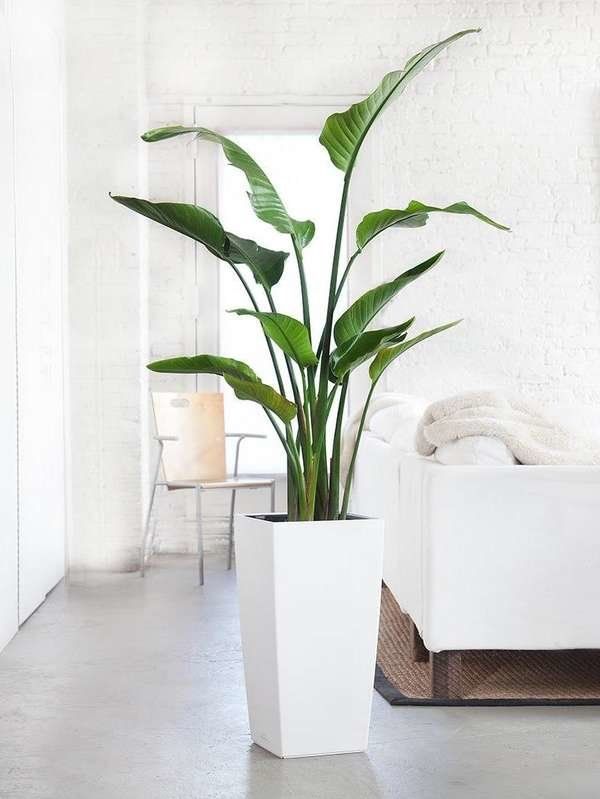 pots and planter