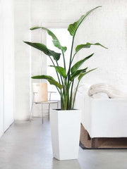 pots and planter