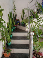 A Living Staircase That Elevates Every Space