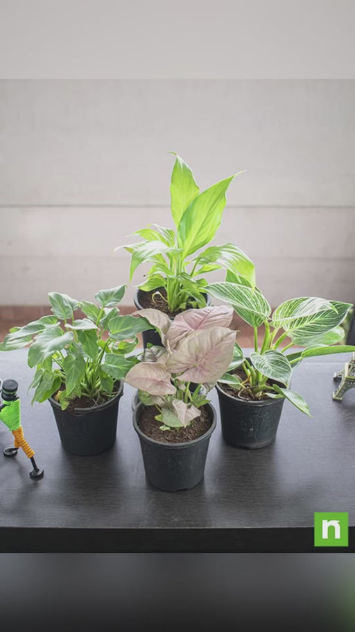 Set of 4 Natural Air Purifier Plants for Home Garden