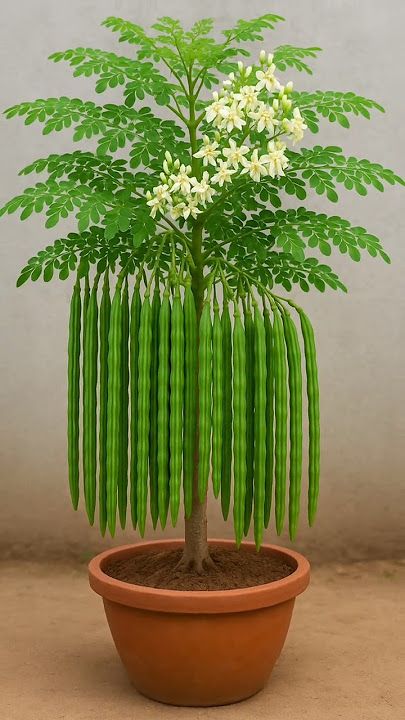 MORINGA