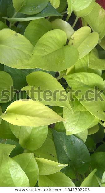 neon money plant
