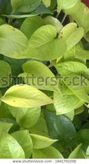 neon money plant