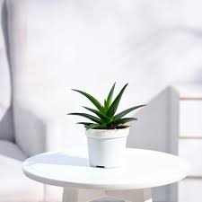 aloe vera is a tough, sun-loving succulent with thick, water-rich leaves that store soothing gel