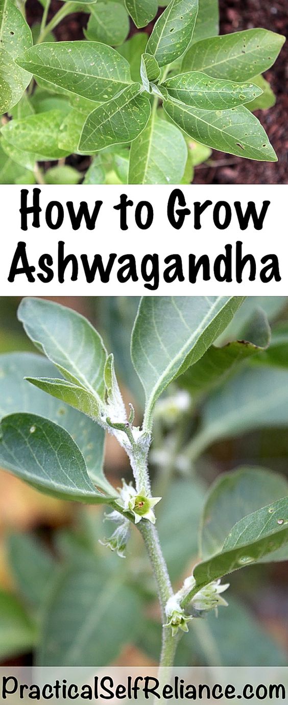 ASHVGANDHA