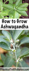 ASHVGANDHA