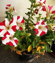 Double Plant looks attractive