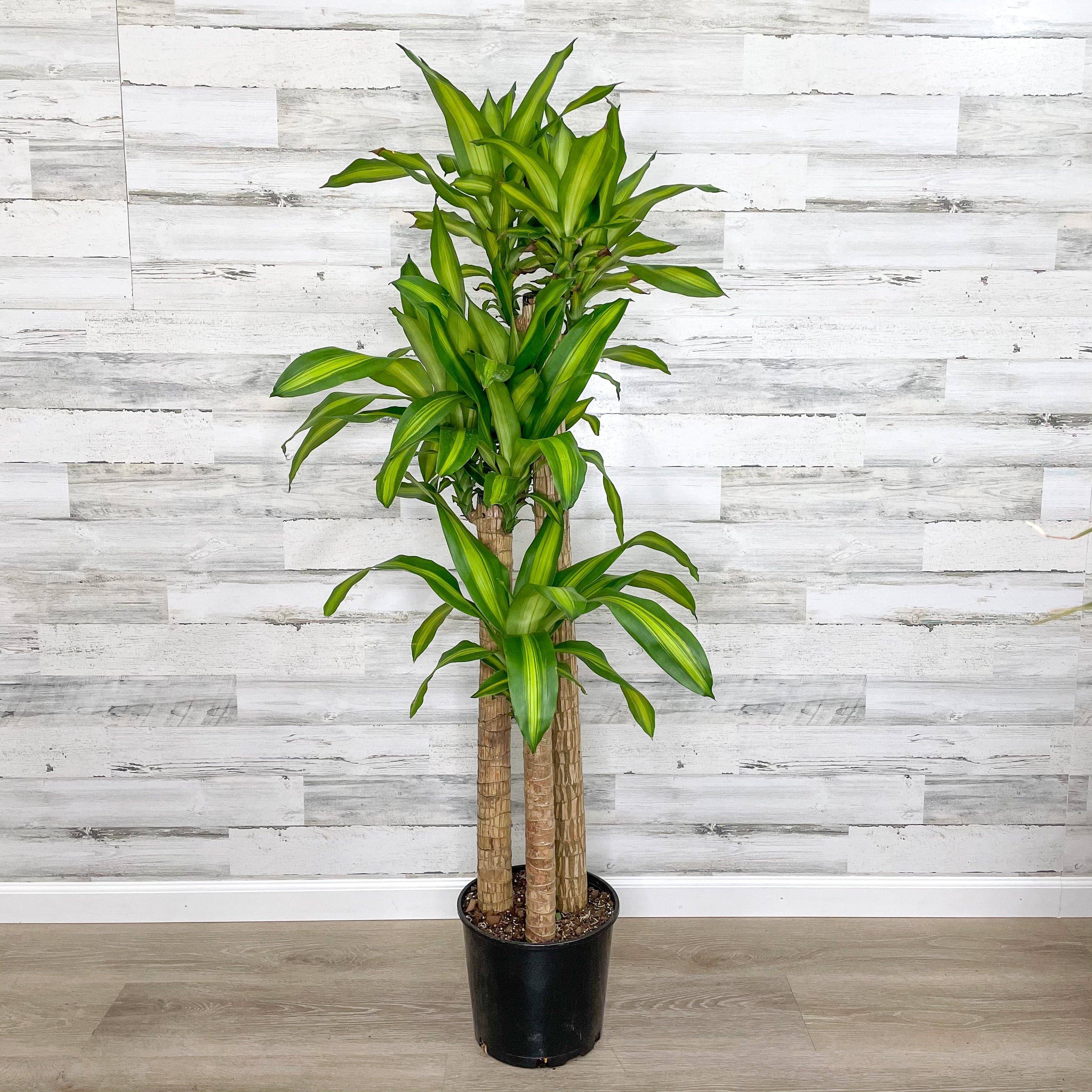 Dracaena Massangeana baby plant in nursery pot