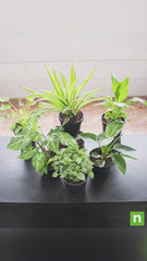 Best 6 Plants for Perfect Indoor Garden
