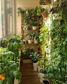 A Touch of Nature for Every balcony
