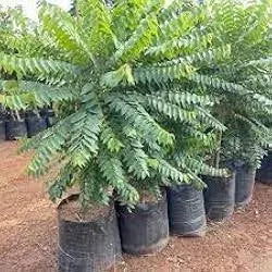 Bhoomi Amla – a hidden gem in nature's pharmacy! This small yet powerful herb is known for its liver-cleansing properties
