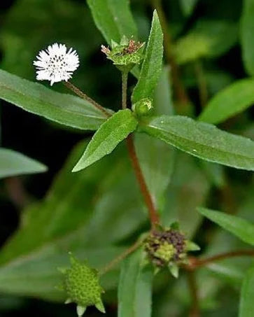Bhringraj – the king of herbs for hair and health! With its soft green leaves and tiny white flowers,