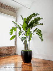 Bird of Paradise baby plant in nursery pot