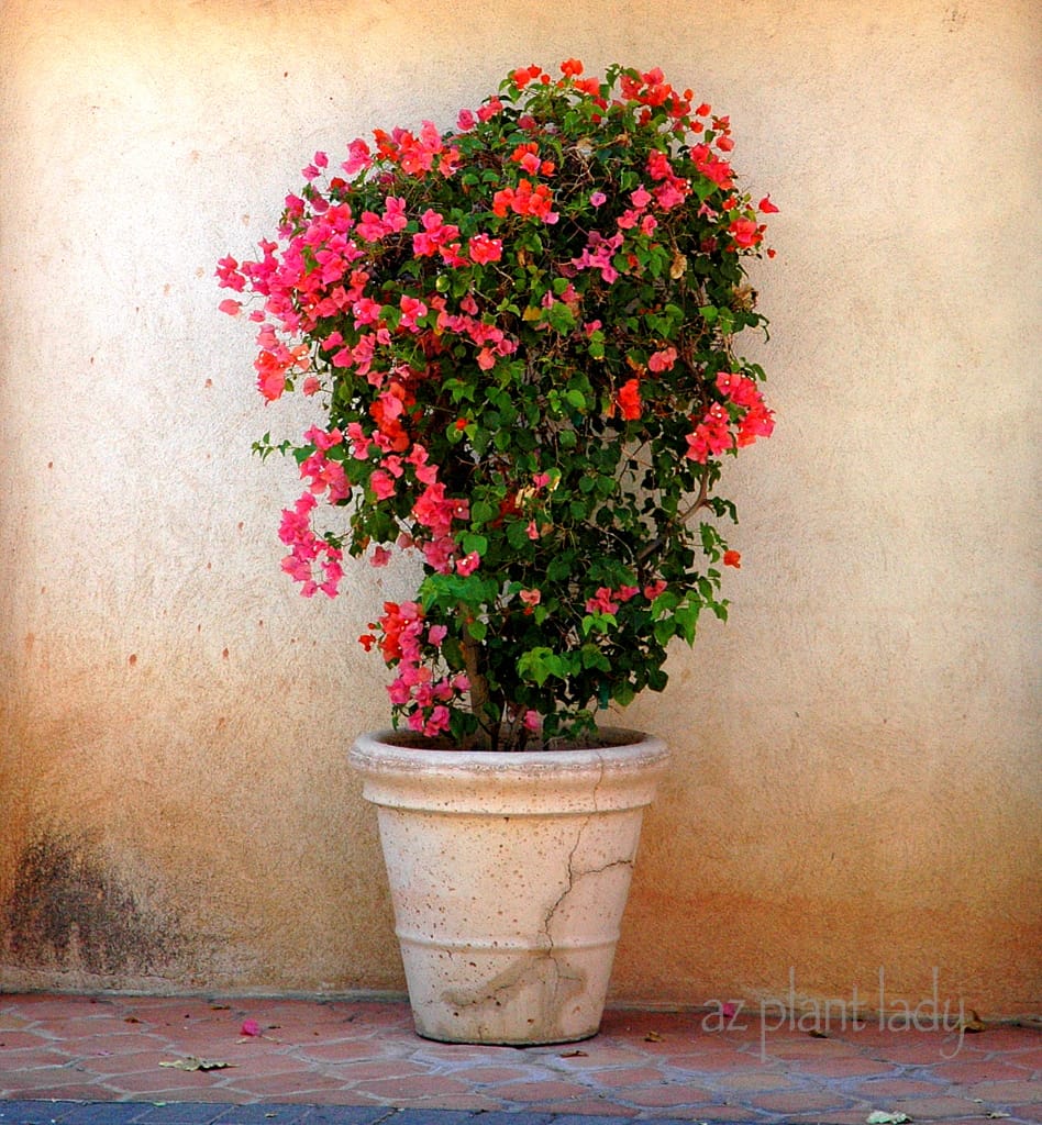 Boganvilla baby plant in nursery pot