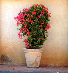 Boganvilla baby plant in nursery pot