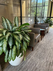 Seasonal and Thematic Plant Arrangements