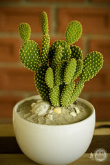 CACTUS 2