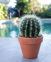 Cactus baby plant in nursery pot