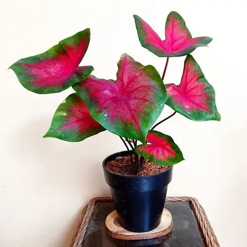 Cladium Plant