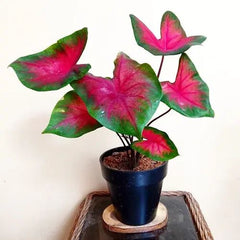 Cladium Plant