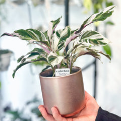 Calathea varieties baby plant in nursery pot