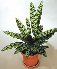 Calathea snake (Goeppertia insignis) - Live Plant (Home & Graden) beautiful living room flower bed in pot kitchen office hotel reception table