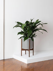 Cast iron plant baby plant in nursery pot