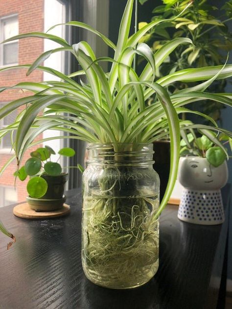spider plant to grow roots in bottles