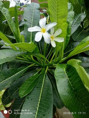 plumeria champa plant comes in different colors grows till 6feet easy to maintain